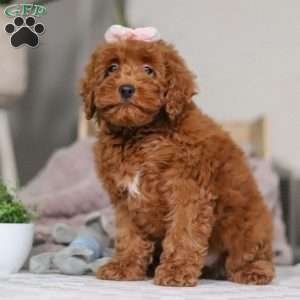 Abigail, Cockapoo Puppy